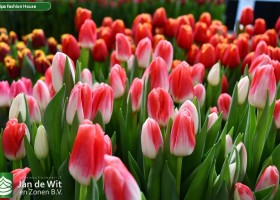 Tulipa Fashion House (2)